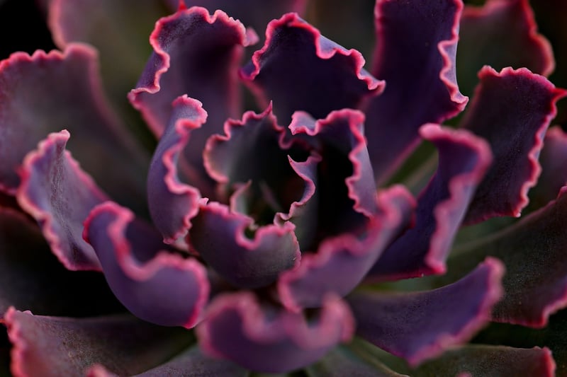 Succulents Selection